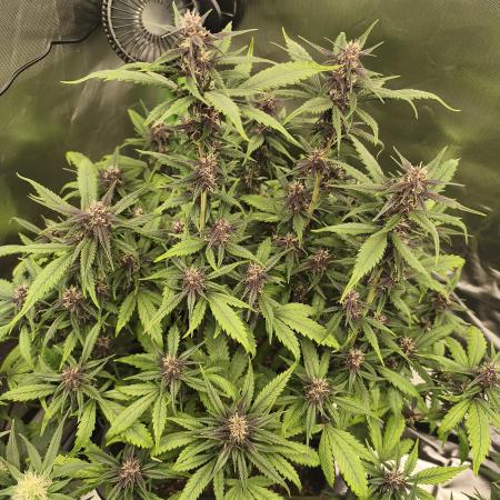 Dark Devil Auto