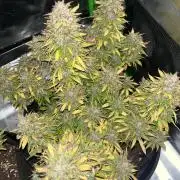 Erster Grow