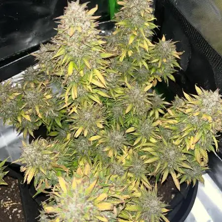 Erster Grow