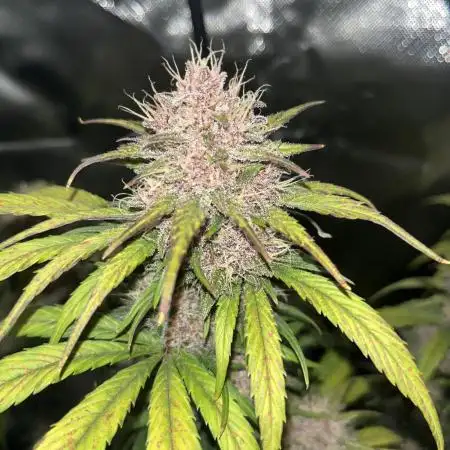 Erster Grow