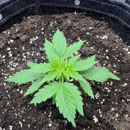 White Diesel Haze Auto - Sensi Seeds