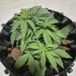 + Speed Auto in mini tent