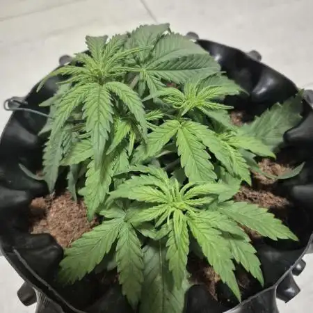 + Speed Auto in mini tent