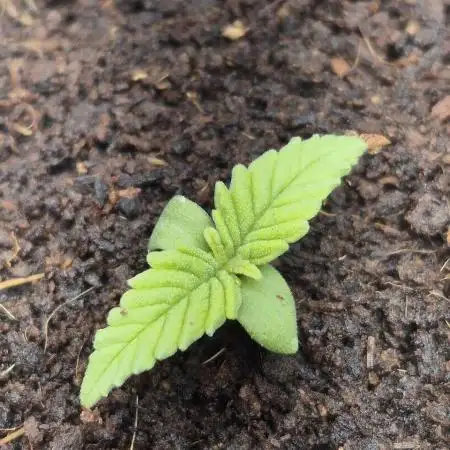 + Speed Auto in mini tent