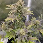 Eastcoast420