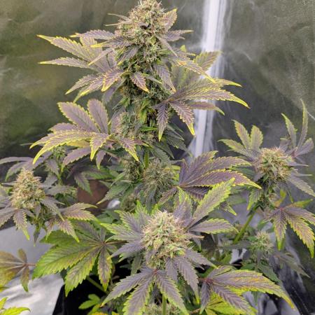 Eastcoast420