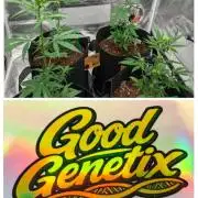 Tester run