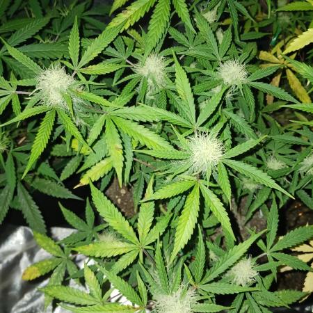 NYC Sour.D Tyson 2.0 Auto👑🥊🥊