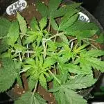 NYC Sour.D Tyson 2.0 Auto