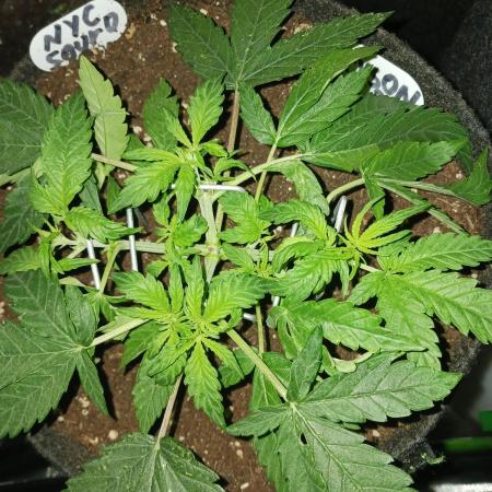 NYC Sour.D Tyson 2.0 Auto