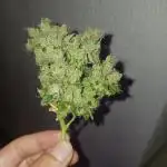 Corkscrew White Widdow