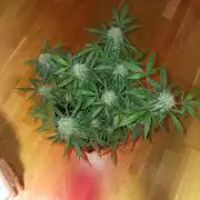 NYC Sour.D Tyson 2.0 Auto👑🥊🥊