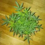 NYC Sour.D Tyson 2.0 Auto👑🥊🥊