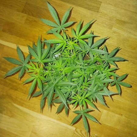 NYC Sour.D Tyson 2.0 Auto👑🥊🥊