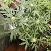 NYC Sour.D Tyson 2.0 Auto👑🥊🥊