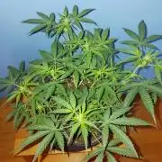 NYC Sour.D Tyson 2.0 Auto👑🥊🥊