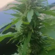 Lemon Cherry Gelato Balcony Grow