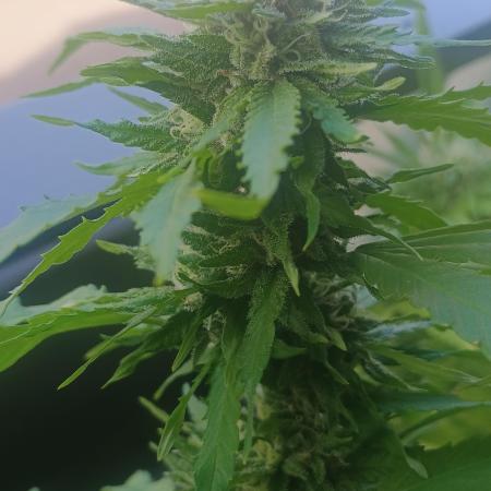 Lemon Cherry Gelato Balcony Grow