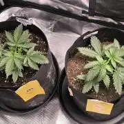 Strawberry Cheesecake Seedsman