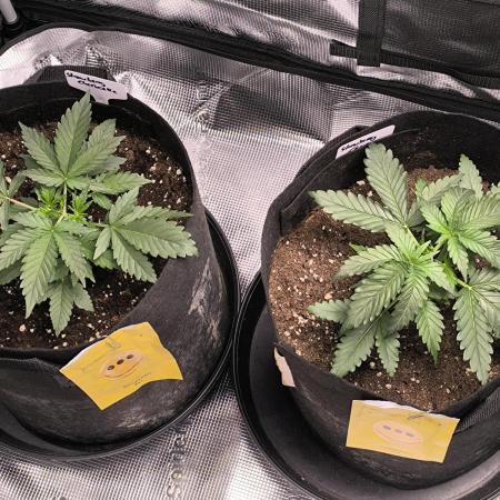 Strawberry Cheesecake Seedsman