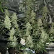 Strawberry Cheesecake Seedsman