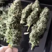 Silent Seeds
