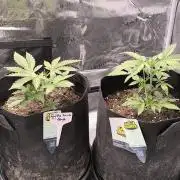 Tequila Sunrise Ganja Farmer