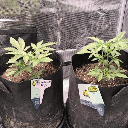 Tequila Sunrise Ganja Farmer