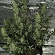 Tequila Sunrise Ganja Farmer