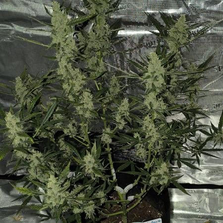 Tequila Sunrise Ganja Farmer
