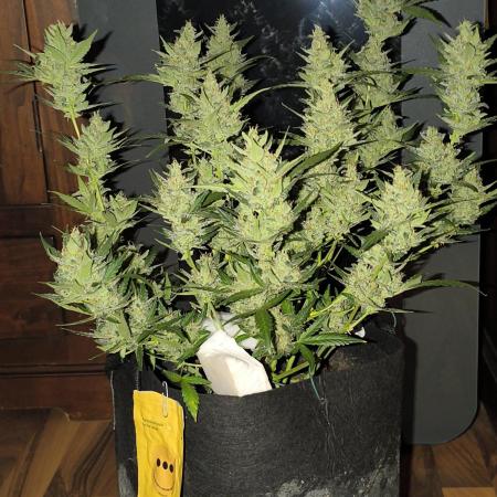 Strawberry Cheesecake Seedsman