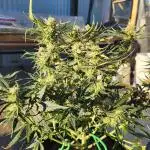 Jack herer auto