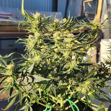 Jack herer auto