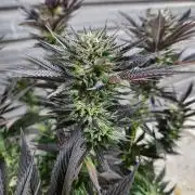 Frozen afghan mintz