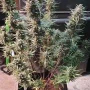 Lemon Oasis Auto