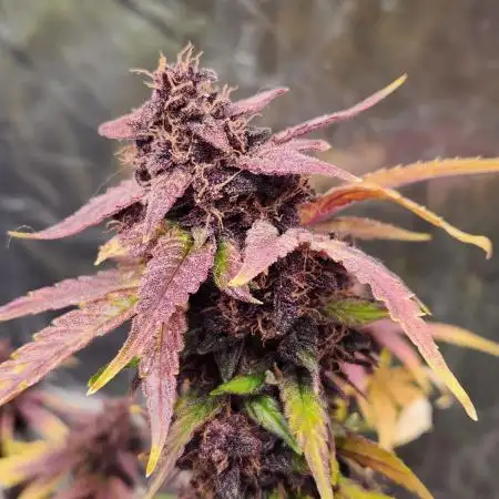 Swiss dream rose auto