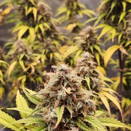 Blue dream auto
