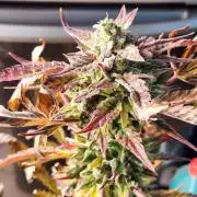 Jack herer auto