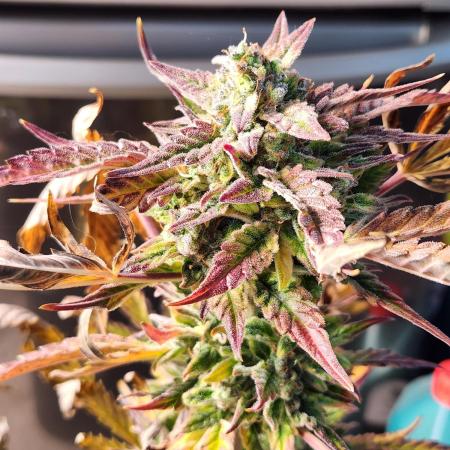 Jack herer auto