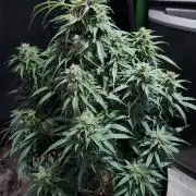 Nefertiti auto