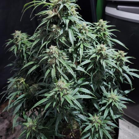 Nefertiti auto
