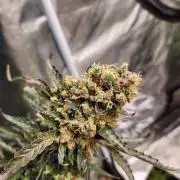 Jack herer auto