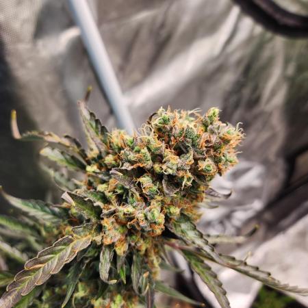 Jack herer auto
