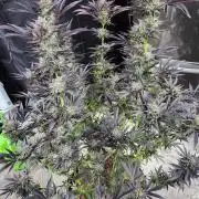 Lychee, mylar magic x lemon cherry gelat