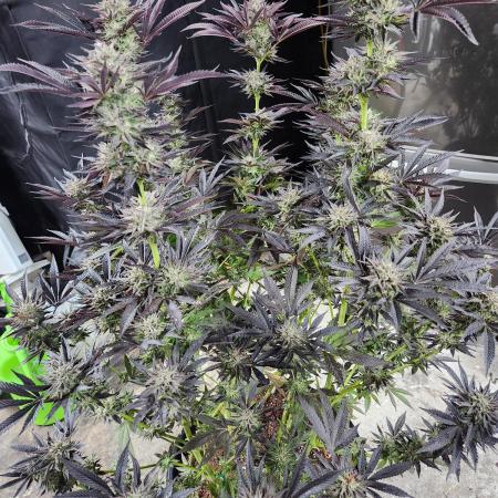 Lychee, mylar magic x lemon cherry gelat