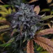Grape soda auto