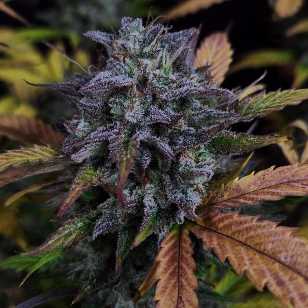 Grape soda auto