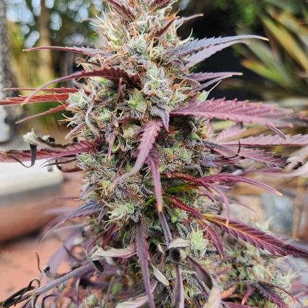 Strawberry haze auto