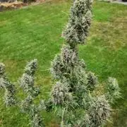 Banana purple punch auto