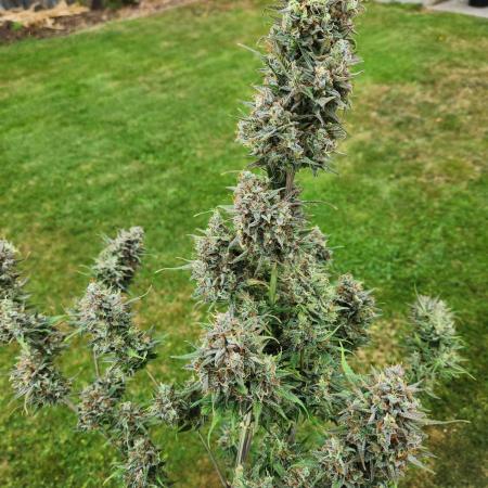Banana purple punch auto